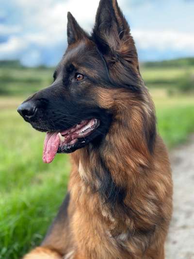 Hunde Porträt (Portrait) Galerie....-Beitrag-Bild