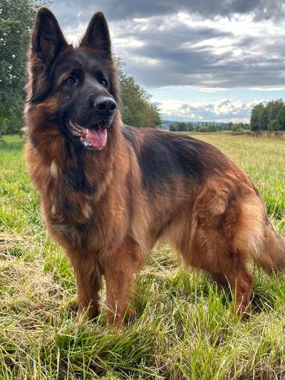 Hunde Porträt (Portrait) Galerie....-Beitrag-Bild