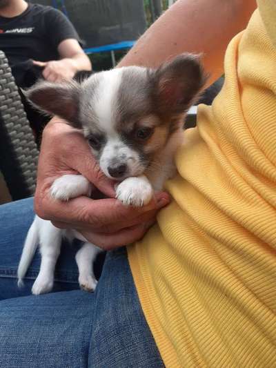 Welpenfotos-Beitrag-Bild