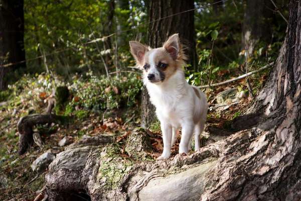 Welpenfotos-Beitrag-Bild