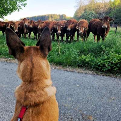 Hundetreffen-Social Walk-Bild