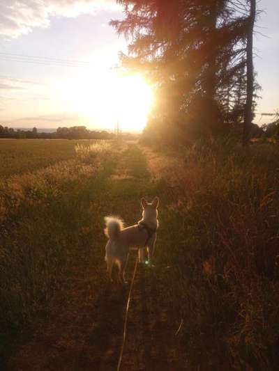 Dogorama Foto Challenge - Dämmerung-Beitrag-Bild