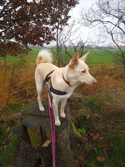 Ist das ein...?-Beitrag-Bild