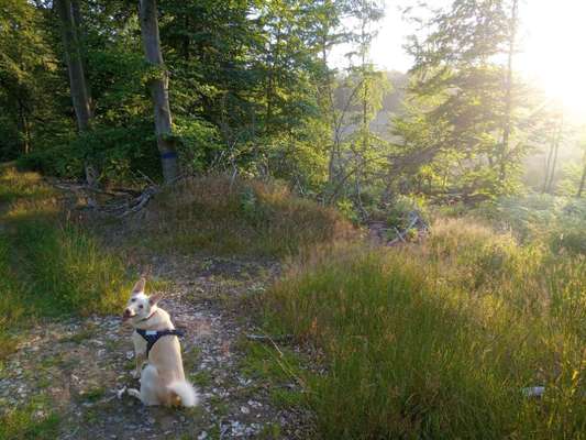 Dogorama Photo Challenge - Märchenwald-Beitrag-Bild