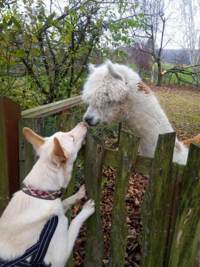 98.Fotochallange  - Hunde zeigen Zuneigung-Beitrag-Bild