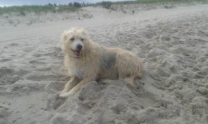 Unsere Fellnasen im Regenbogenland-Beitrag-Bild