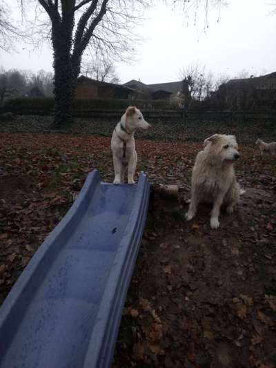 Dogorama Photo Challenge - Regenwetter-Beitrag-Bild