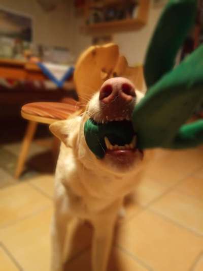 Handy-foto Challange nr. 11-Beitrag-Bild