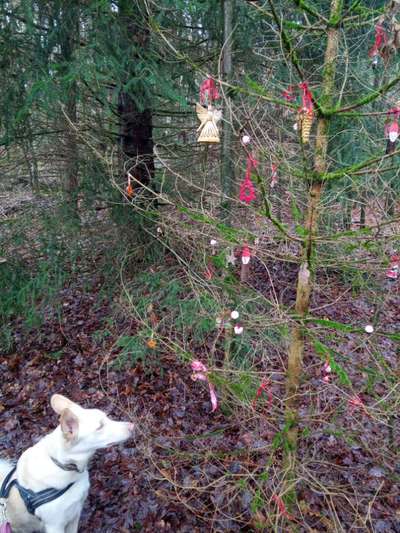 Handy-Foto-Challange Nr.9-Beitrag-Bild