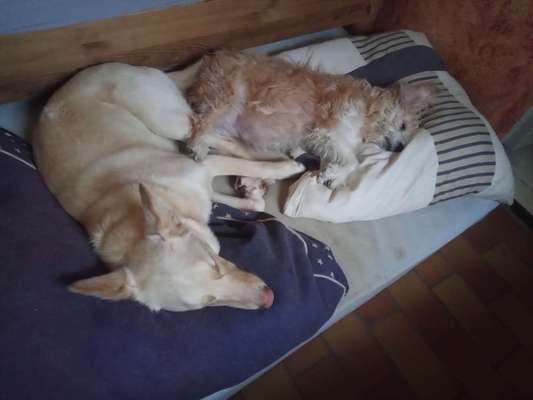 98.Fotochallange  - Hunde zeigen Zuneigung-Beitrag-Bild