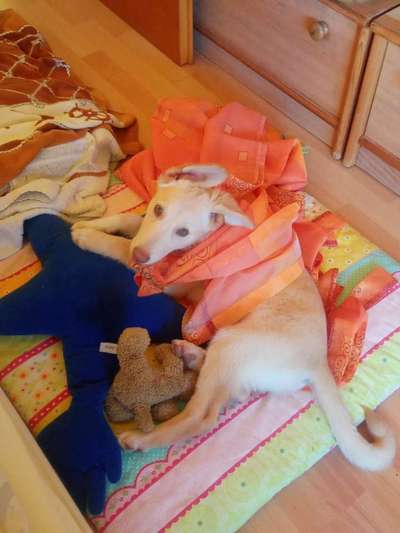 Dogorama Foto Challenge - Erwischt-Beitrag-Bild