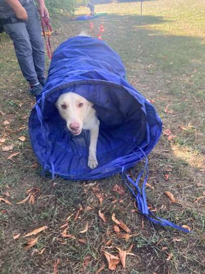 Fotosammlung: ,,Der natürliche Hund" Unbearbeitet, ungestellt und in Natura-Beitrag-Bild