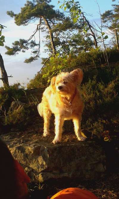 Dogorama Foto Challenge - Dämmerung-Beitrag-Bild