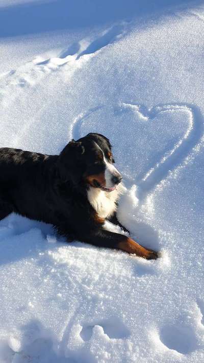 Berner Sennen-Beitrag-Bild