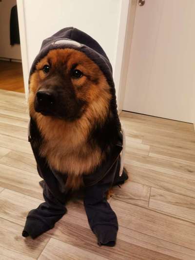 Die Dogorama Wochen Challenge-Beitrag-Bild