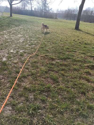 schleppleine tipps-Beitrag-Bild