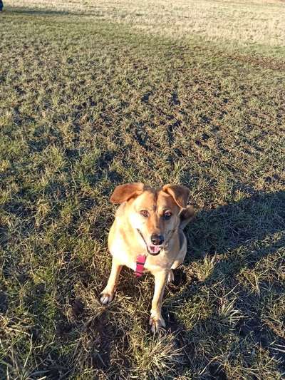 Schäferhund-Beitrag-Bild