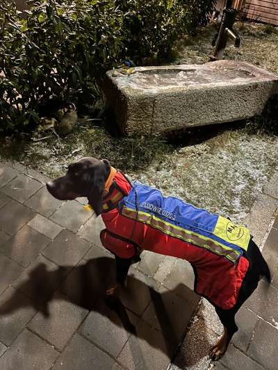 Ist Treibjagd noch zeitgemäß und mit "Hundeliebe" vereinbar?-Beitrag-Bild