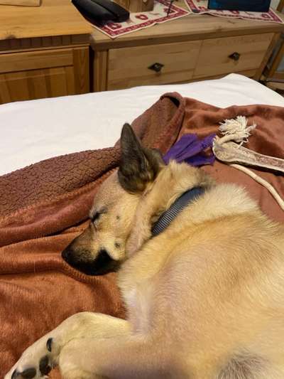 Planimol-Beitrag-Bild