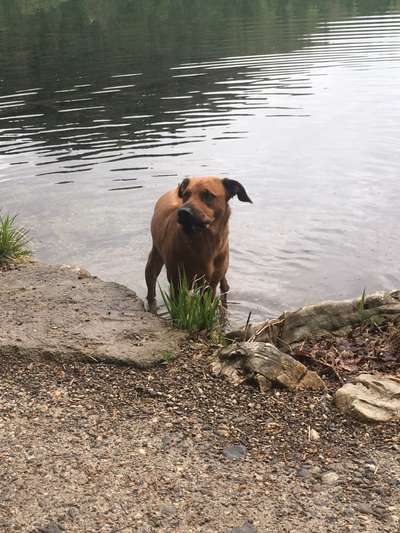 Hundetreffen-Gassi Spiel Runde-Bild