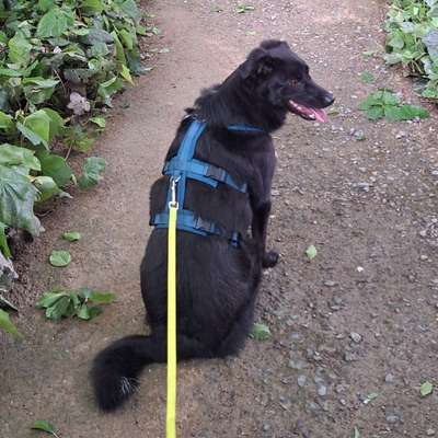 Hundetreffen-Gassi und spielen