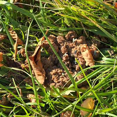 Giftköder-Eventuell Giftköder-Bild