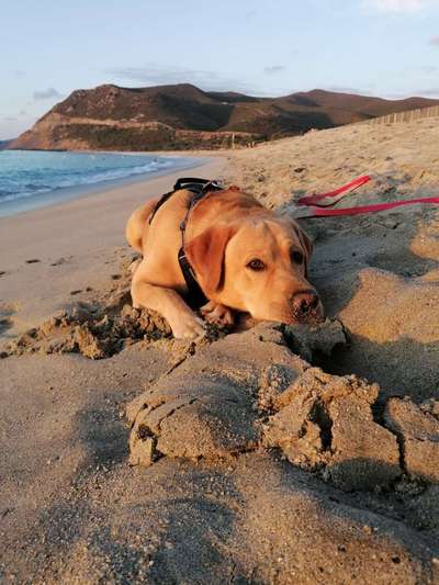 Lieblingsbild von euren Hunden?-Beitrag-Bild