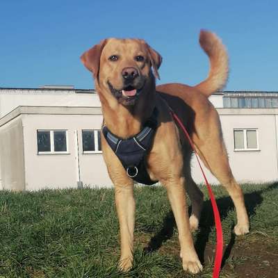 Hundetreffen-Gassi Runde mit Spielen-Bild