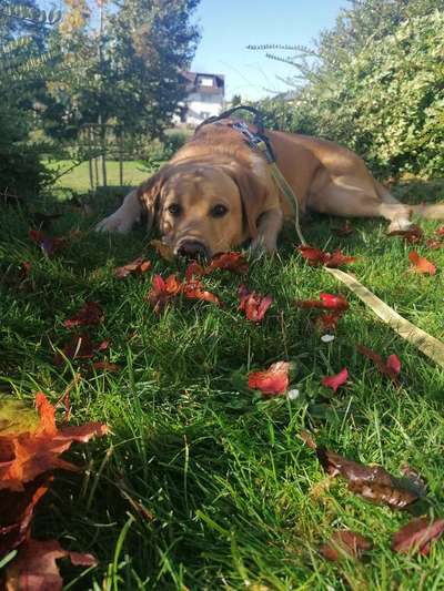 Herbst Bilder-Beitrag-Bild