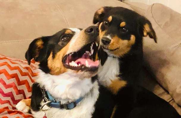 Berner Sennen-Beitrag-Bild