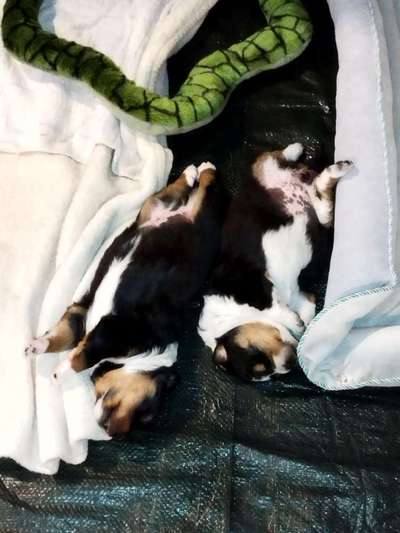 Berner Sennen-Beitrag-Bild