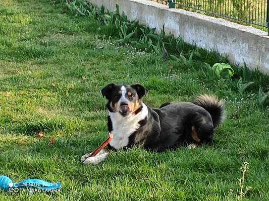 Tongue Out Tuesday-Beitrag-Bild