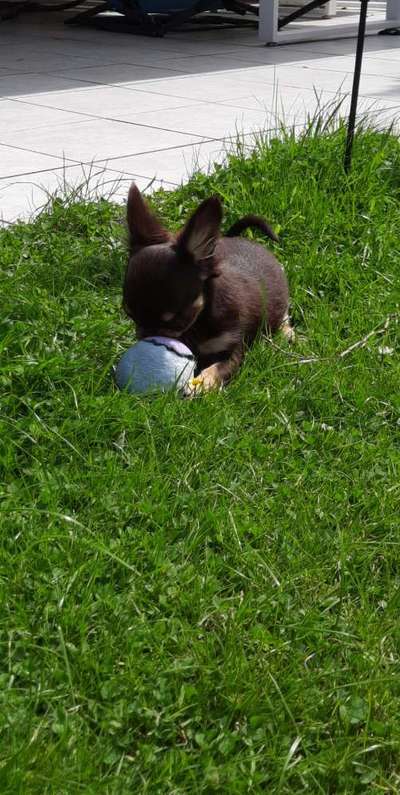 Hundetreffen-Welpentreffen-Bild