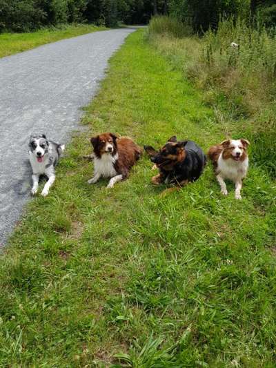Bester Freund, Hundekumpel - zeigt her!-Beitrag-Bild