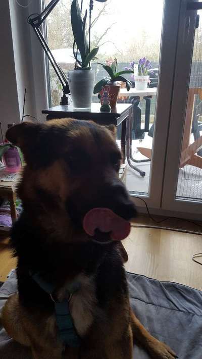 Tongue Out Tuesday-Beitrag-Bild