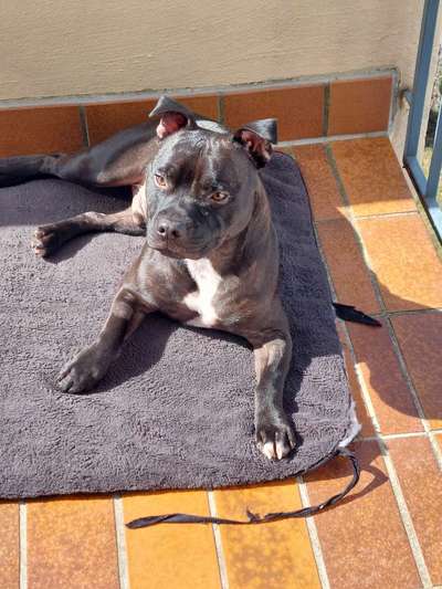 Reinrassige Hunde?-Beitrag-Bild