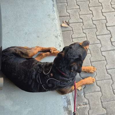 Hundetreffen-Gemeinsame Gassi Runde für große Hunde-Bild