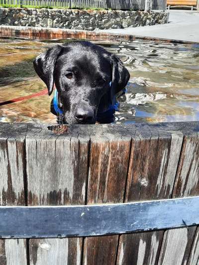 Labradorfans-Beitrag-Bild