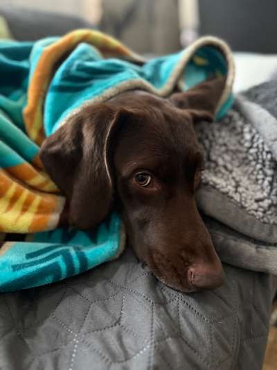 Hundetreffen-Waldspaziergänge-Bild