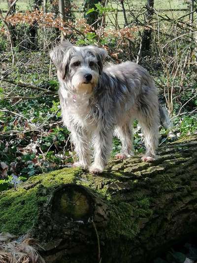 Dein Hund im Dogorama-Kalender 2021-Beitrag-Bild