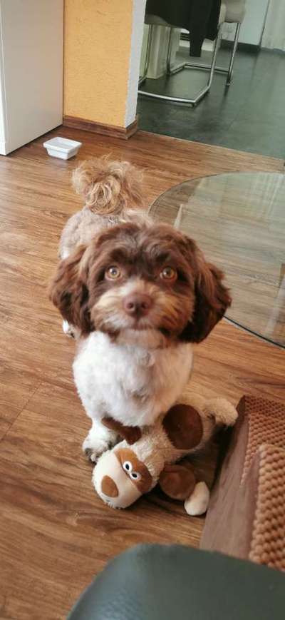 Havaneser-Beitrag-Bild