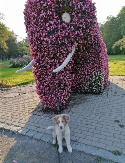 Fotochallange 63: "Dein blühendes Hündchen"-Beitrag-Bild