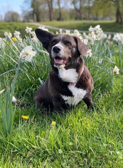 Fotochallange 63: "Dein blühendes Hündchen"-Beitrag-Bild