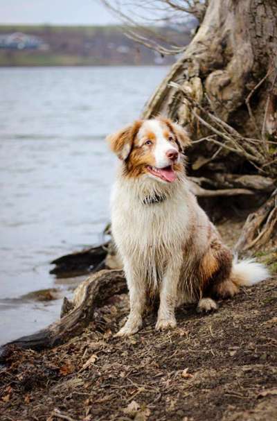 Hund in der pädagogischen Arbeit-Beitrag-Bild