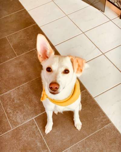 Mischlingshunde Foto Aufruf-Beitrag-Bild