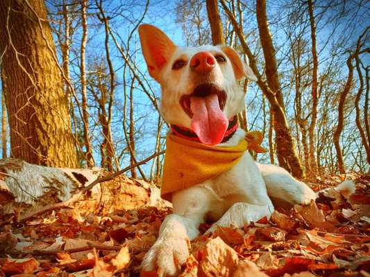 Mischlingshunde Foto Aufruf-Beitrag-Bild