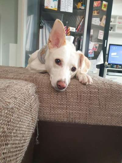 Mischlingshunde Foto Aufruf-Beitrag-Bild