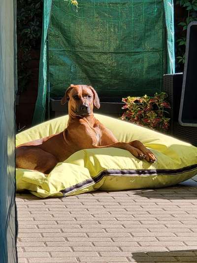 Rhodesian Ridgeback-Beitrag-Bild