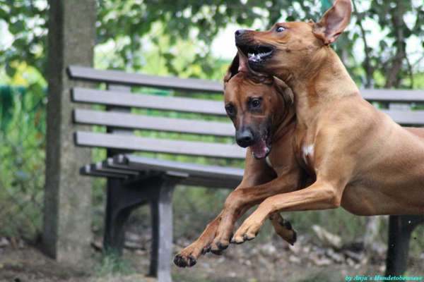 Rhodesian Ridgeback-Beitrag-Bild
