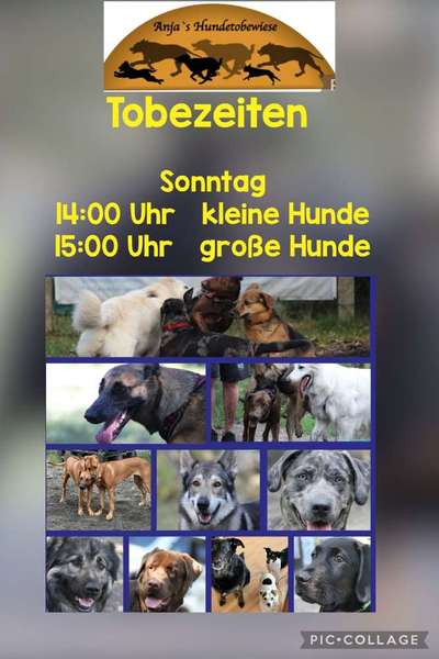 aktuelles Foto Gruppe Pfotenfreunde Cottbus 🐾